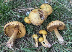 Suillus americanus