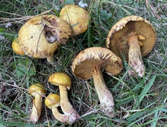 Suillus americanus