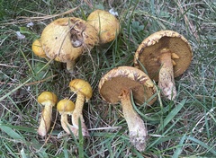 Suillus americanus