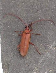 Hamaticherus bellator