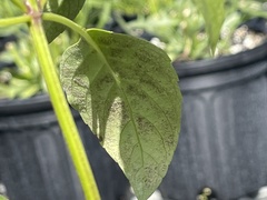 Peronospora belbahrii