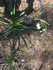 Leucojum