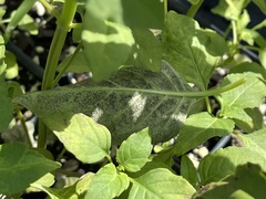 Peronospora belbahrii