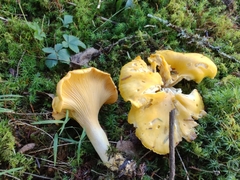 Cantharellus phasmatis