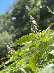Peronospora belbahrii