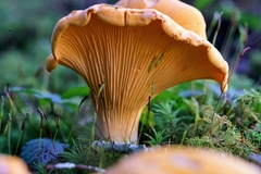 Cantharellus phasmatis