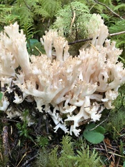 Ramaria acrisiccescens