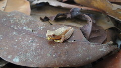 Dendropsophus bipunctatus
