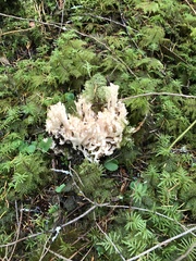 Ramaria acrisiccescens