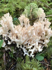 Ramaria acrisiccescens