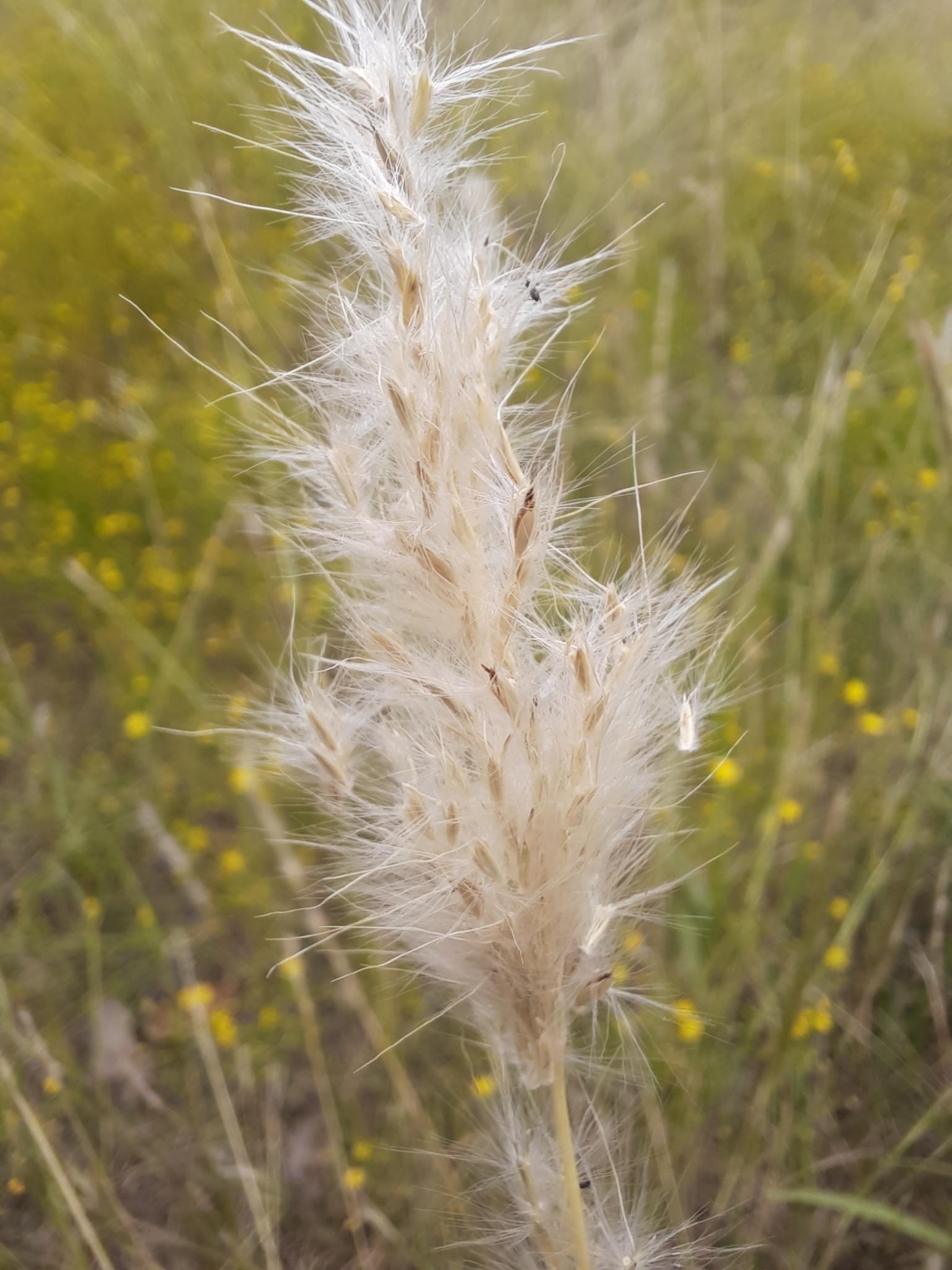 Bothriochloa longipaniculata