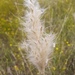 Longspike Beardgrass - Photo (c) Jerry Morrisey, some rights reserved (CC BY-NC), uploaded by Jerry Morrisey