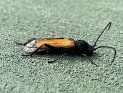 Tragidion coquus