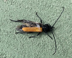Tragidion coquus