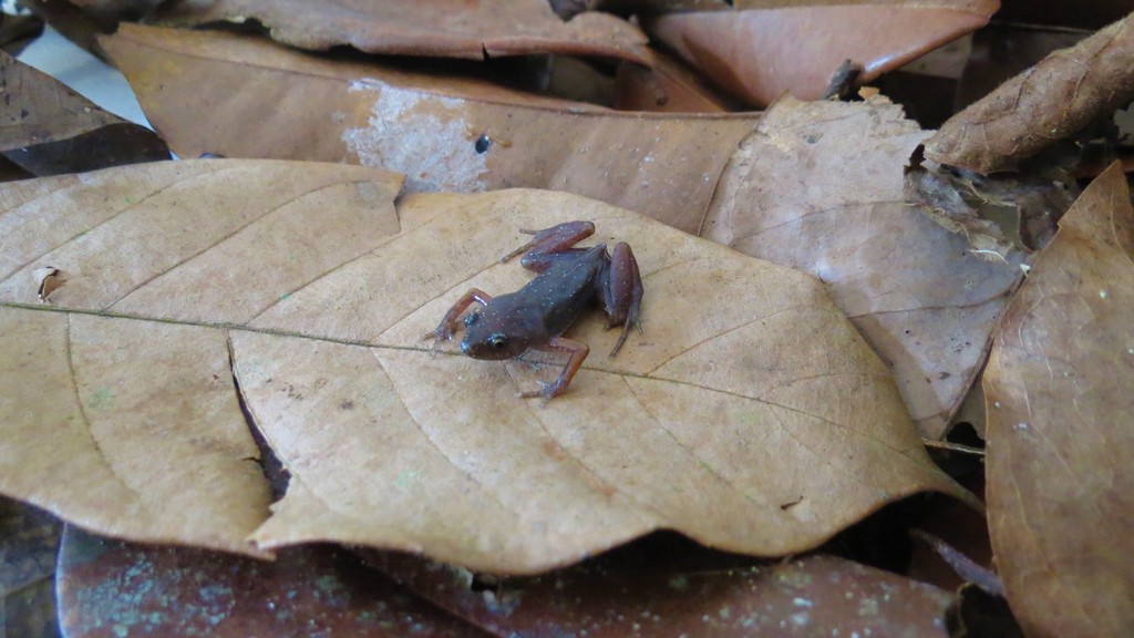 Chiasmocleis schubarti from Porto Seguro BA, 45810000, Brasil on