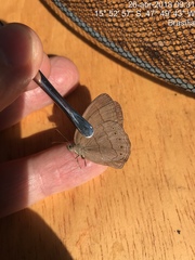 Nhambikuara cerradensis