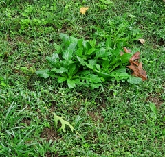 Magnoliopsida