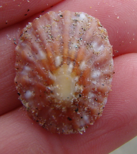 Cellana strigilis