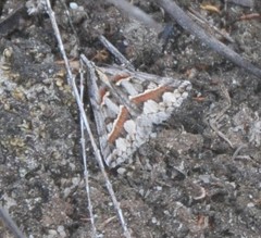 Dichromodes cirrhoplaca