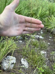 Schizachyrium rhizomatum