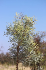 Grevillea pyramidalis leucadendron
