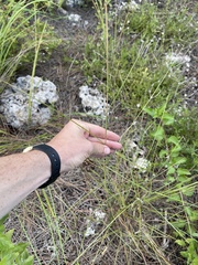 Schizachyrium rhizomatum
