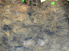 Cnesterodon decemmaculatus