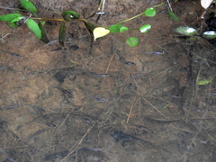 Cnesterodon decemmaculatus