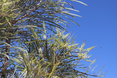 Grevillea pyramidalis leucadendron