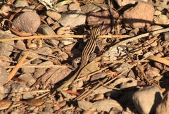 Aspidoscelis exsanguis