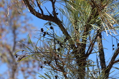Grevillea pyramidalis leucadendron