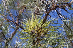 Grevillea pyramidalis leucadendron