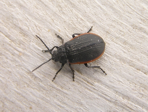 Galeruca externa