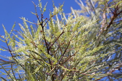Grevillea pyramidalis leucadendron