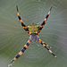 Hawaiian Garden Spider - Photo (c) Bryan Jones, some rights reserved (CC BY-NC-ND)