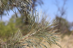 Grevillea pyramidalis leucadendron