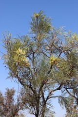 Grevillea pyramidalis leucadendron