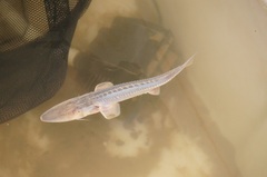 Pseudoscaphirhynchus hermanni