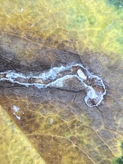 Stigmella anomalella