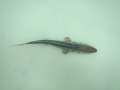 Pseudoscaphirhynchus hermanni