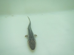 Pseudoscaphirhynchus hermanni