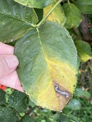 Stigmella anomalella