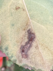Stigmella anomalella