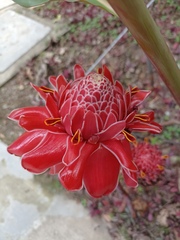 Etlingera elatior
