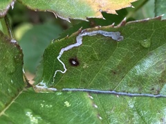 Stigmella anomalella
