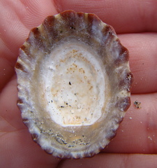 Cellana strigilis