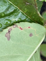 Stigmella anomalella