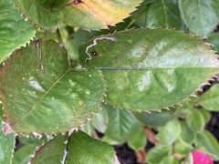 Stigmella anomalella