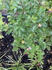 Stigmella anomalella