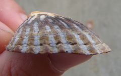 Cellana strigilis